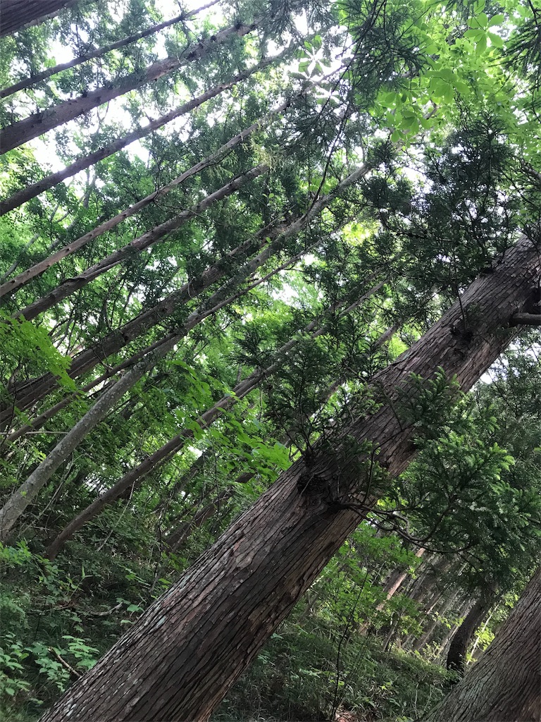 f:id:erizasennsei:20190702205744j:image