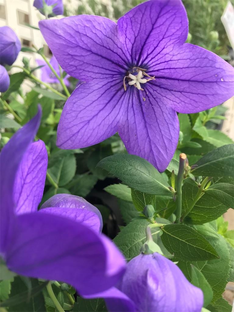 f:id:erizasennsei:20190702212106j:image