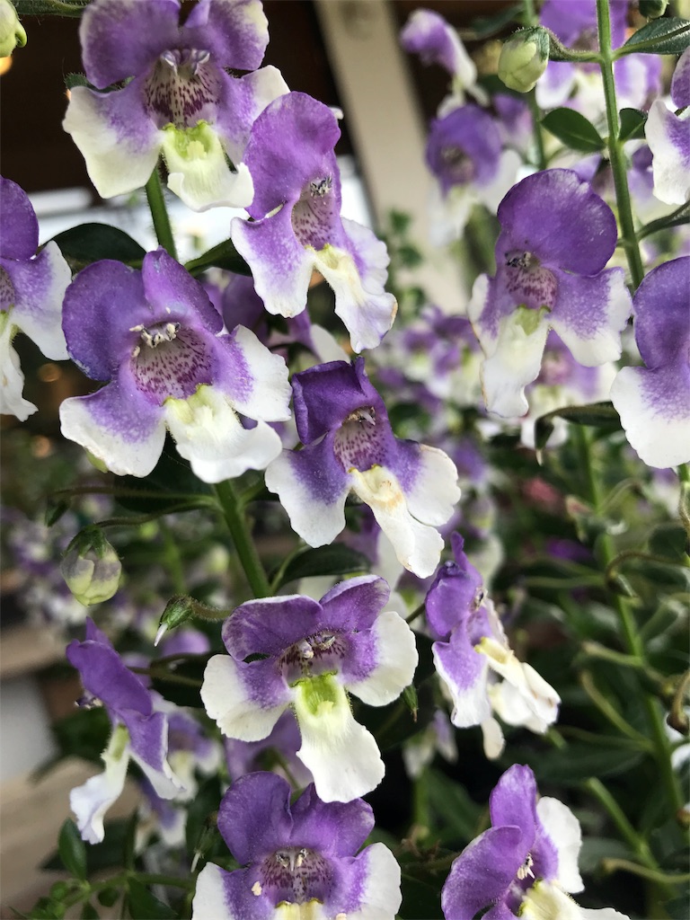 f:id:erizasennsei:20190702212110j:image