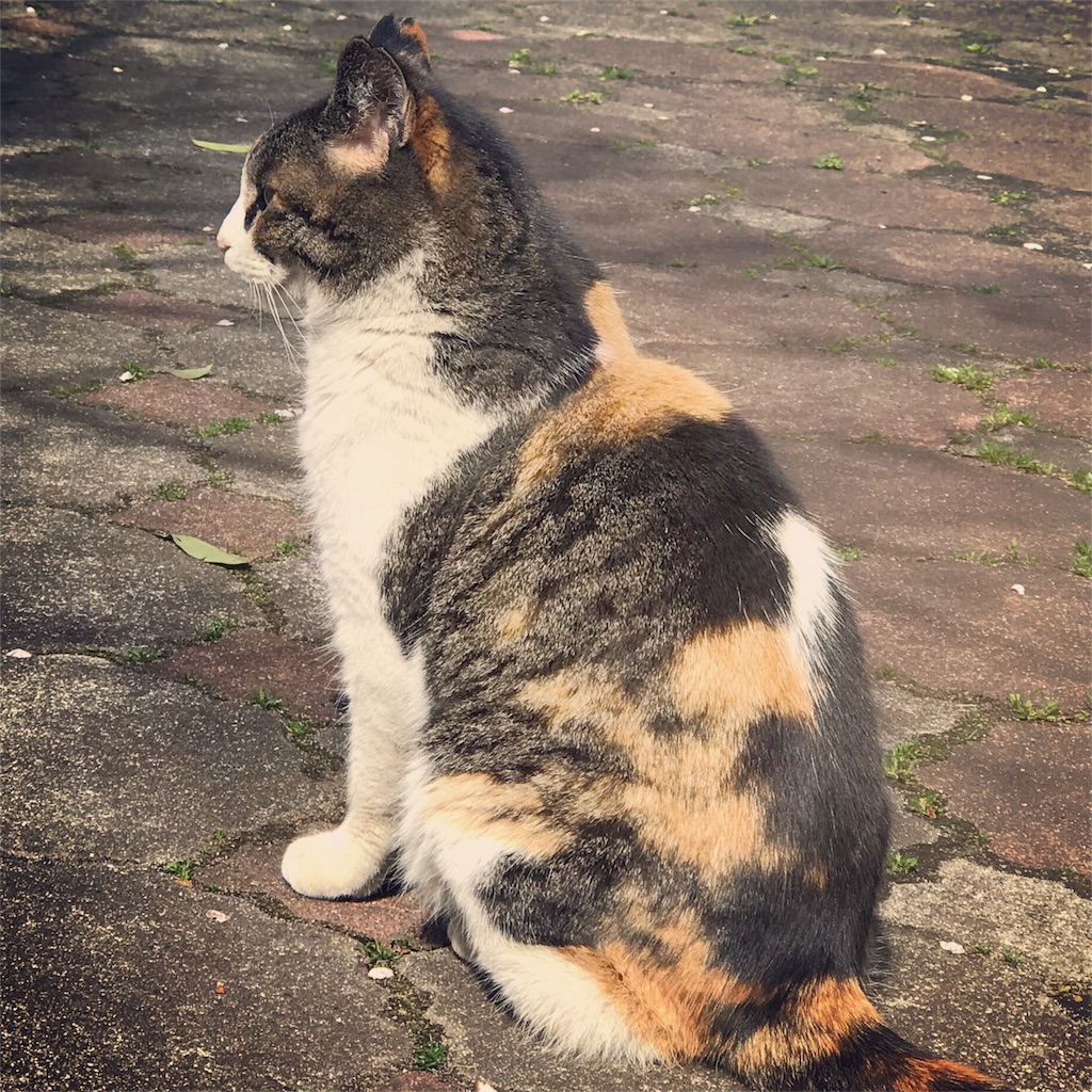 f:id:erizasennsei:20191207064726j:image