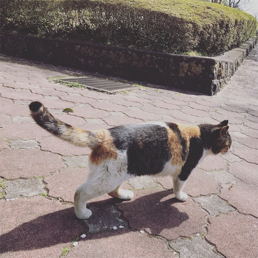 f:id:erizasennsei:20191207064730j:image