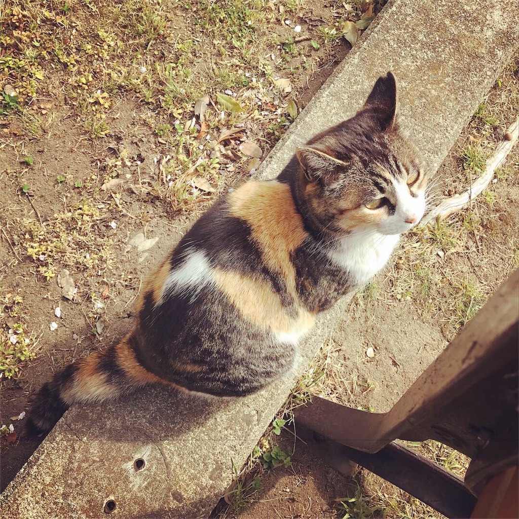 f:id:erizasennsei:20191207064736j:image