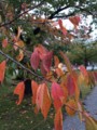 東寺、庭の紅葉