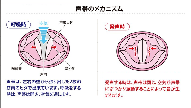 vocalcords5.png