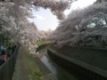 善福寺川の桜は素晴らしいなぁ