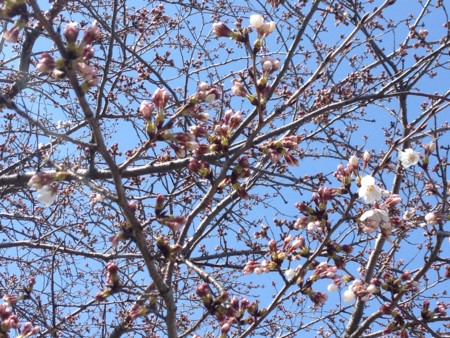 f:id:eroneko:20150326105032j:image