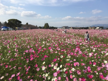 f:id:eroneko:20161030143514j:image:w360