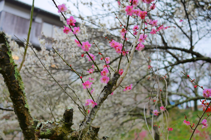 f:id:erra:20160307220915p:image