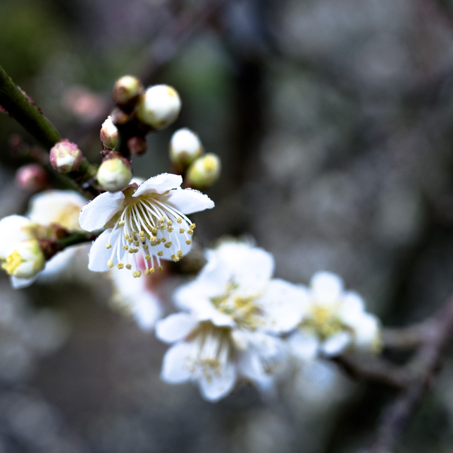 f:id:erra:20160307220924p:image