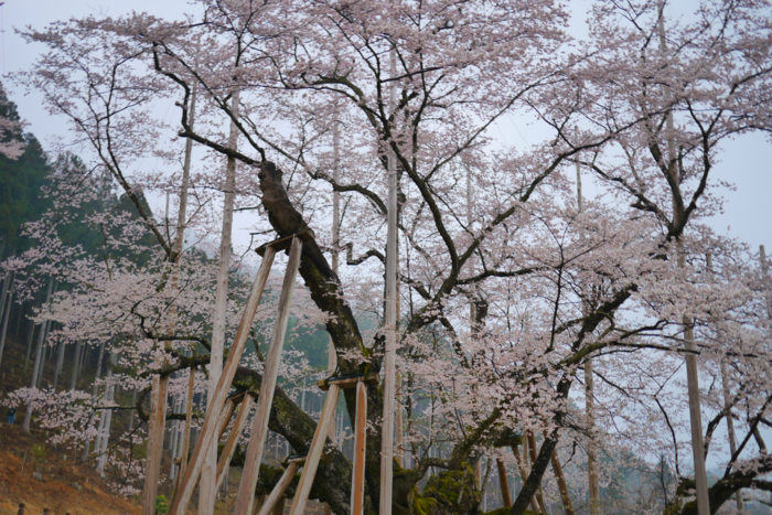 f:id:erra:20160426230536p:image