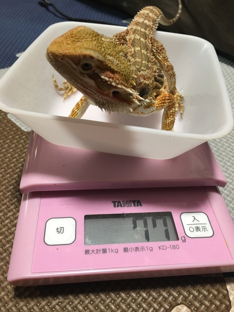 f:id:eruchan1122:20181122132352j:plain