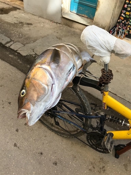 f:id:eruzou:20200501170722j:plain