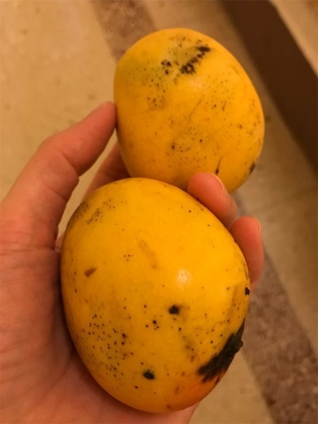 f:id:eruzou:20200509093403j:plain