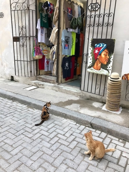 f:id:eruzou:20200724104738j:plain