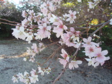 f:id:eryuk1208:20081230180703j:image