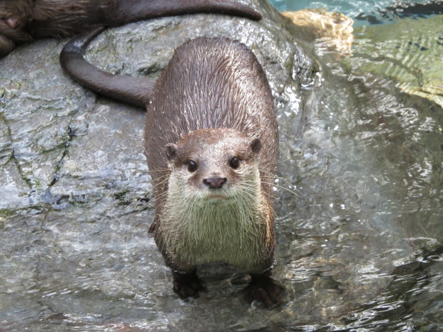 絶滅したと思われていたニホンカワウソか 長崎の対馬でオスとメスの存在を確認 ぼーっとしてるブログ 絶滅したと思われていたニホンカワウソか 長崎の対馬でオスとメスの存在を確認 ぼーっとしてるブログ