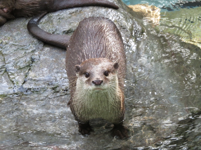 絶滅したと思われていたニホンカワウソか 長崎の対馬でオスとメスの存在を確認 ぼーっとしてるブログ