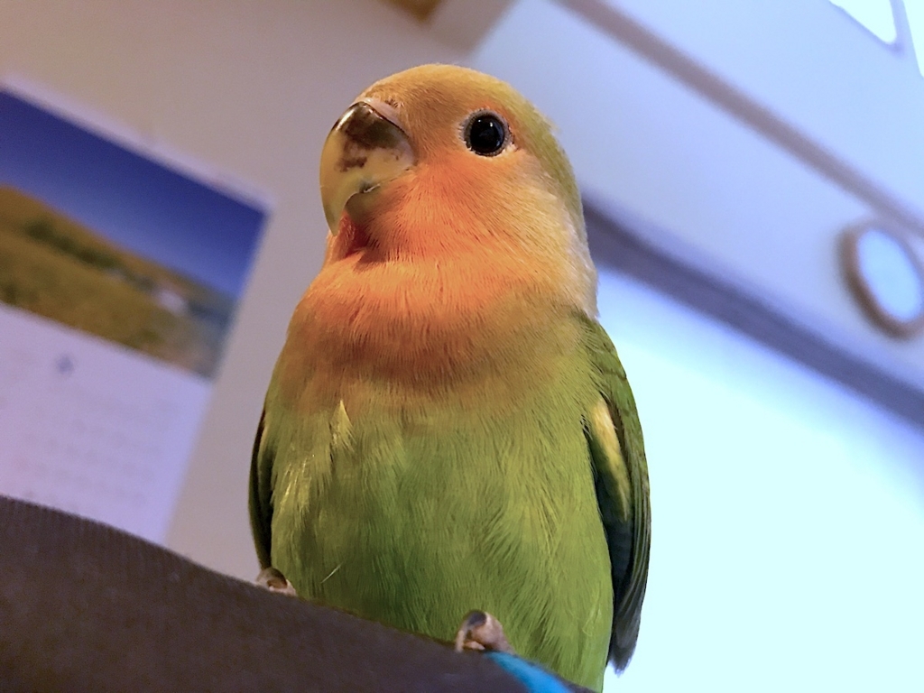 コザクラインコ 好きな方いませんかー！ 小桜インコ ラブバード