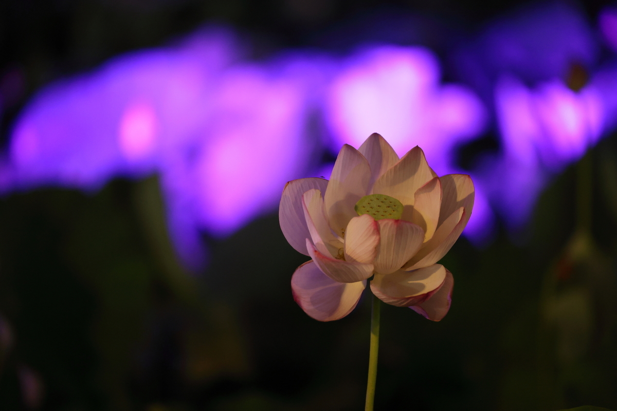f:id:es60:20210801104319j:plain
