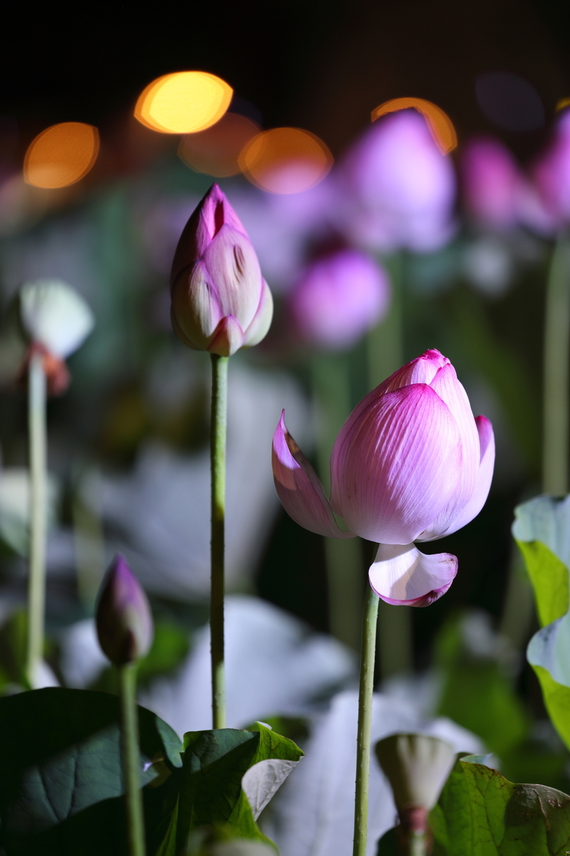 f:id:es60:20210801104348j:plain