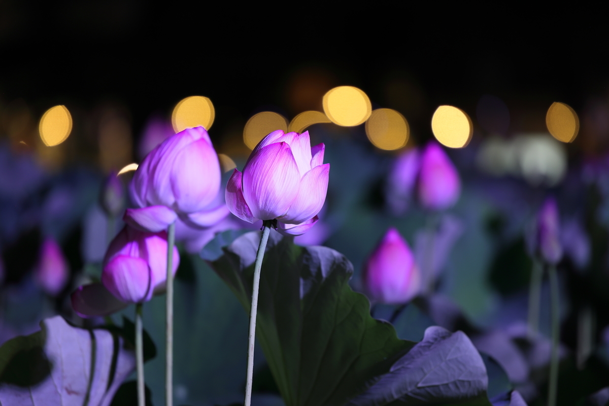f:id:es60:20210801104418j:plain