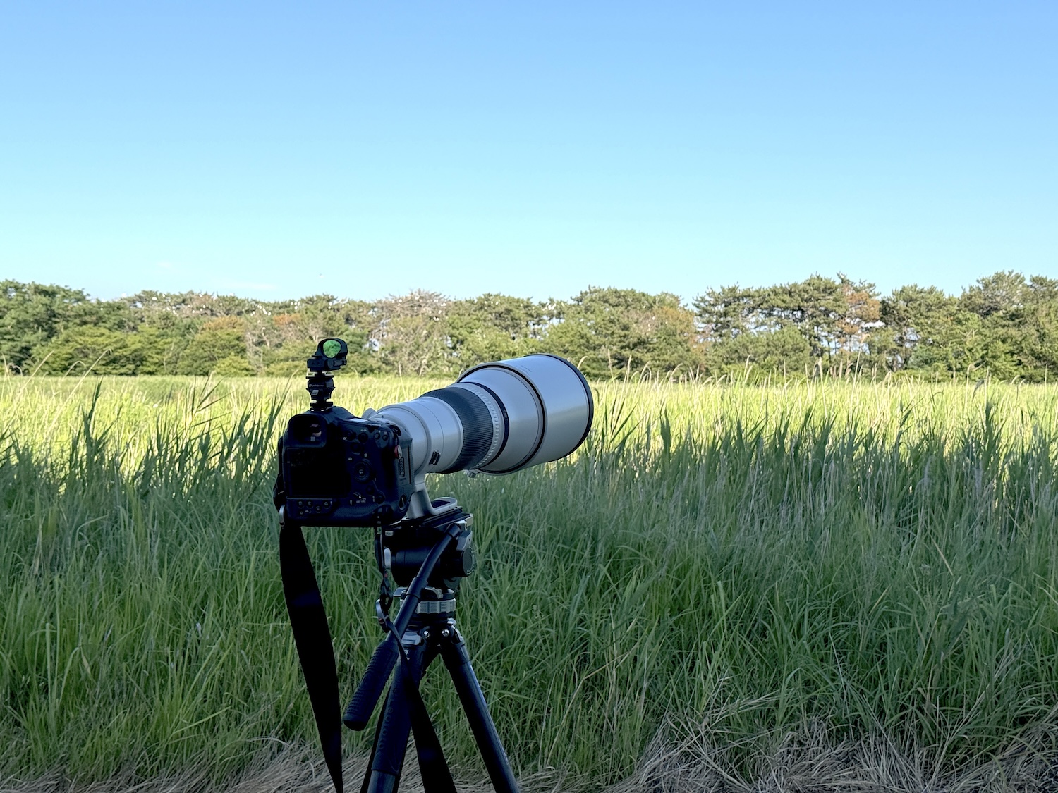 野鳥撮影に！Canon EF600mm F4 L USM 野鳥撮影超初心者がキヤノン「RF600mm F4 L IS USM」を使って実感した