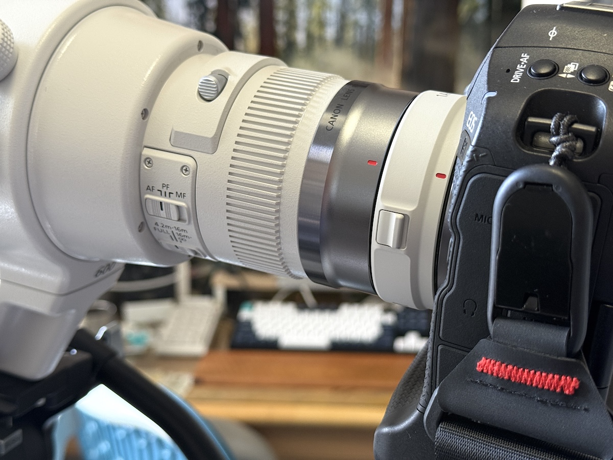 野鳥撮影超初心者がキヤノン「RF600mm F4 L IS USM」を使って実感した