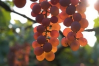 f:id:esake:20091117091411j:image