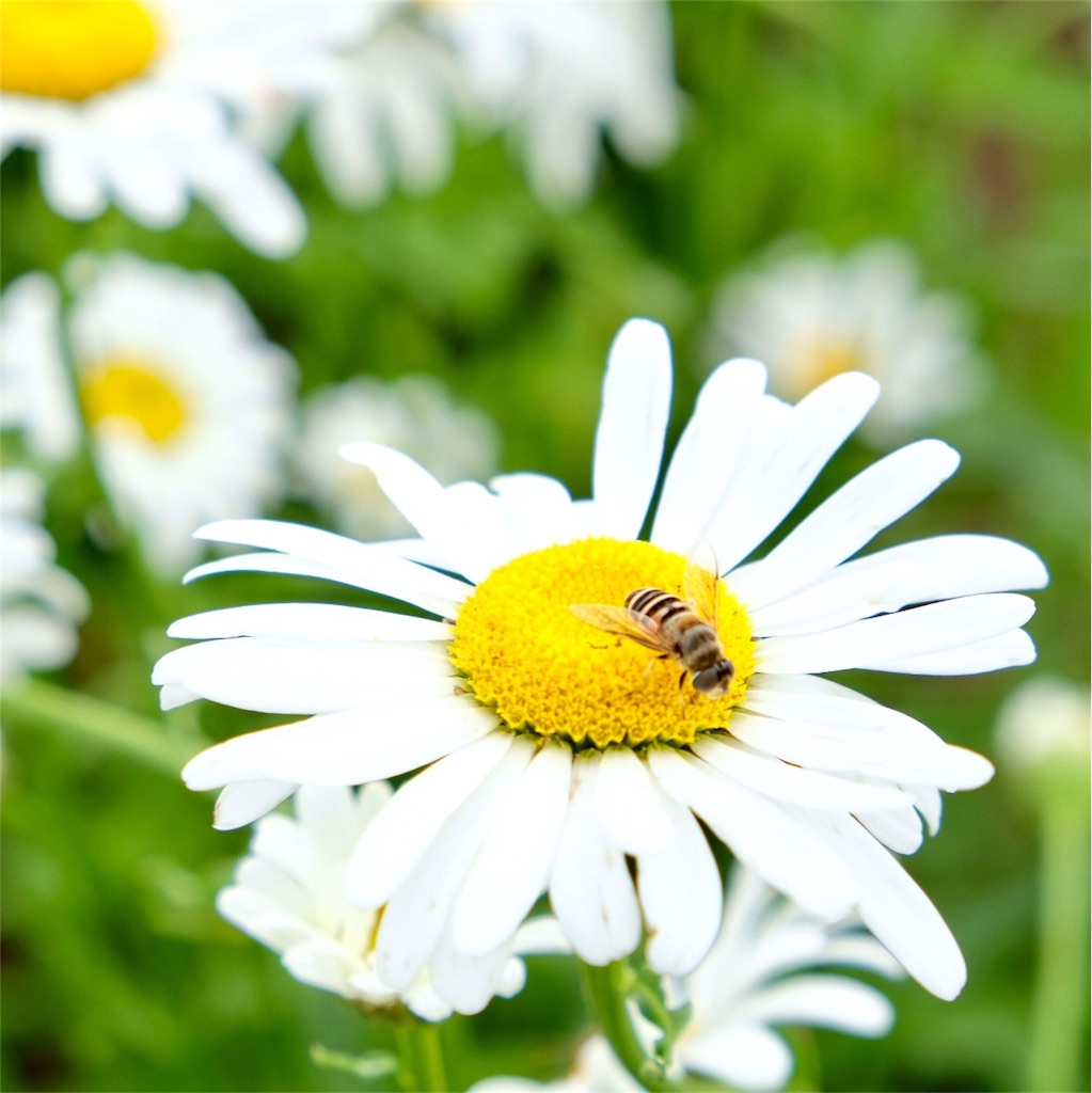 f:id:escapismphoto:20180724155711j:plain f:id:escapismphoto:20180724155711j:plain