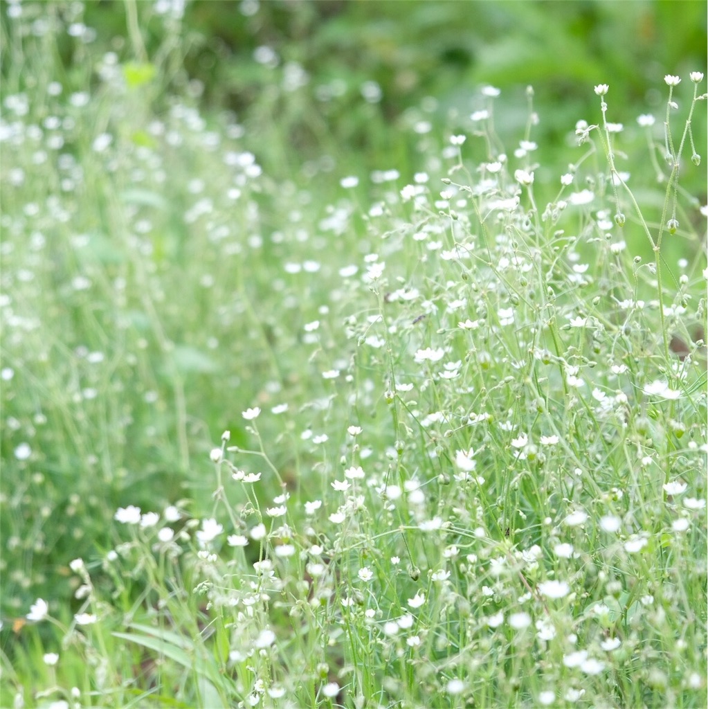 f:id:escapismphoto:20180724155723j:plain f:id:escapismphoto:20180724155723j:plain