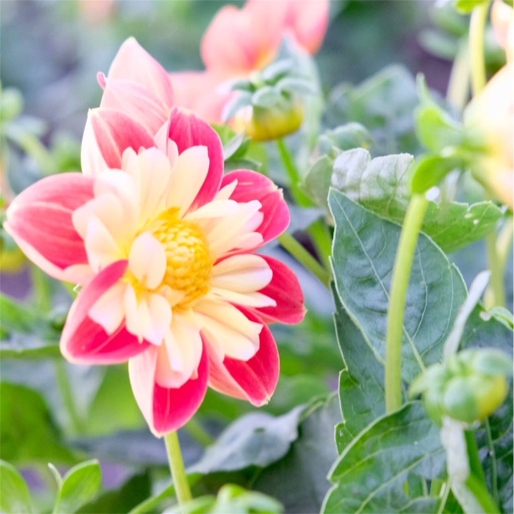 f:id:escapismphoto:20180724155852j:plain f:id:escapismphoto:20180724155852j:plain