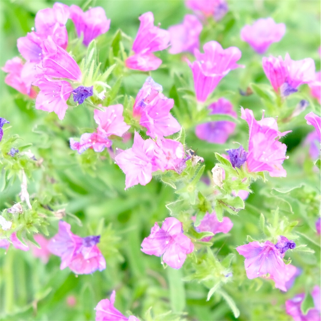f:id:escapismphoto:20180724155932j:plain f:id:escapismphoto:20180724155932j:plain