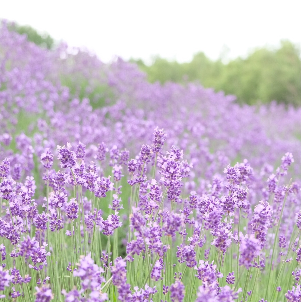 f:id:escapismphoto:20180724155948j:plain f:id:escapismphoto:20180724155948j:plain