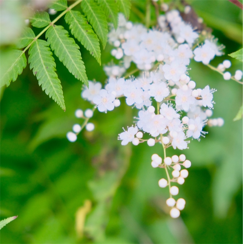 f:id:escapismphoto:20180724160030j:plain f:id:escapismphoto:20180724160030j:plain