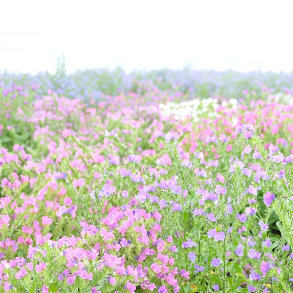 f:id:escapismphoto:20180724160424j:plain f:id:escapismphoto:20180724160424j:plain