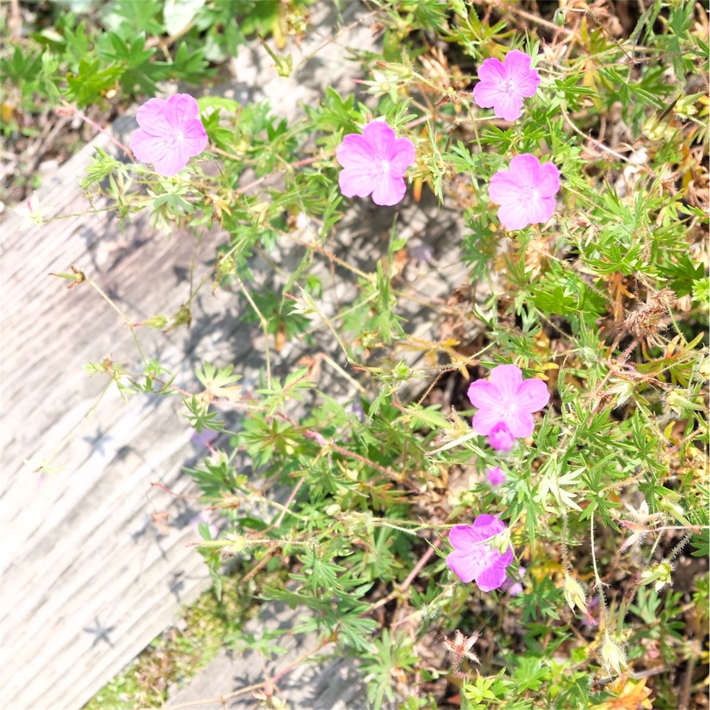 f:id:escapismphoto:20180724160649j:plain f:id:escapismphoto:20180724160649j:plain