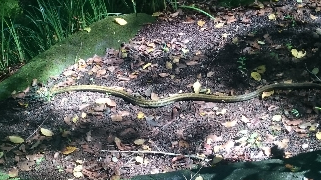 f:id:ese19731107:20170918113150j:plain