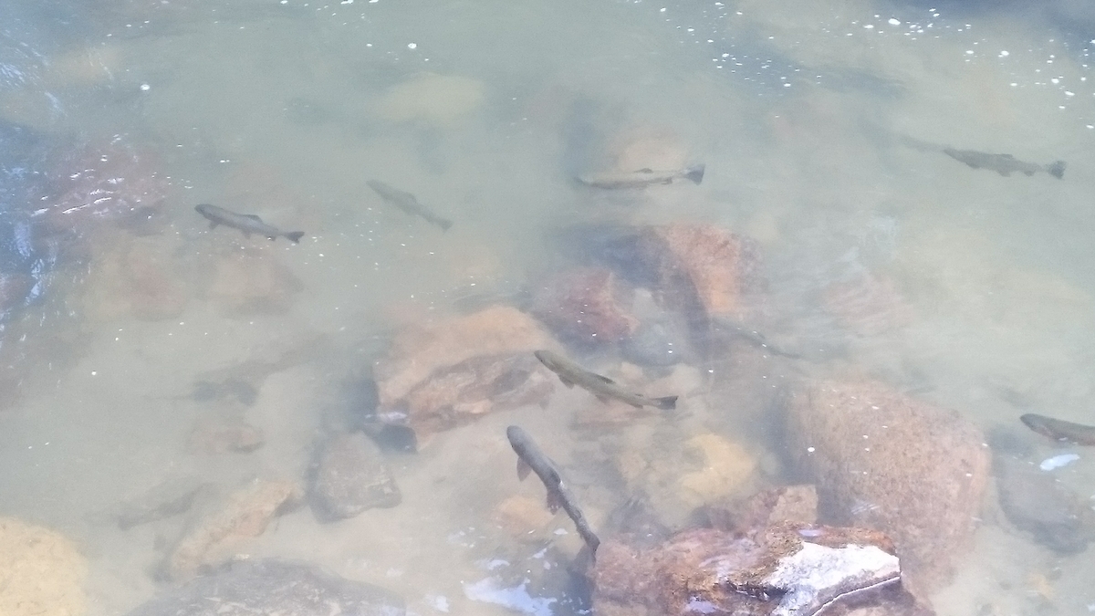f:id:ese19731107:20190601155019j:plain