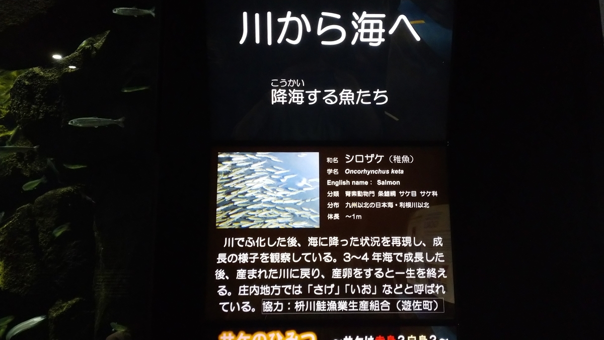 f:id:ese19731107:20200706151927j:plain