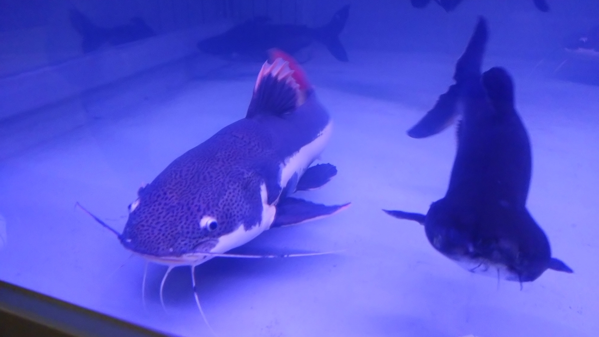 f:id:ese19731107:20201027142158j:plain