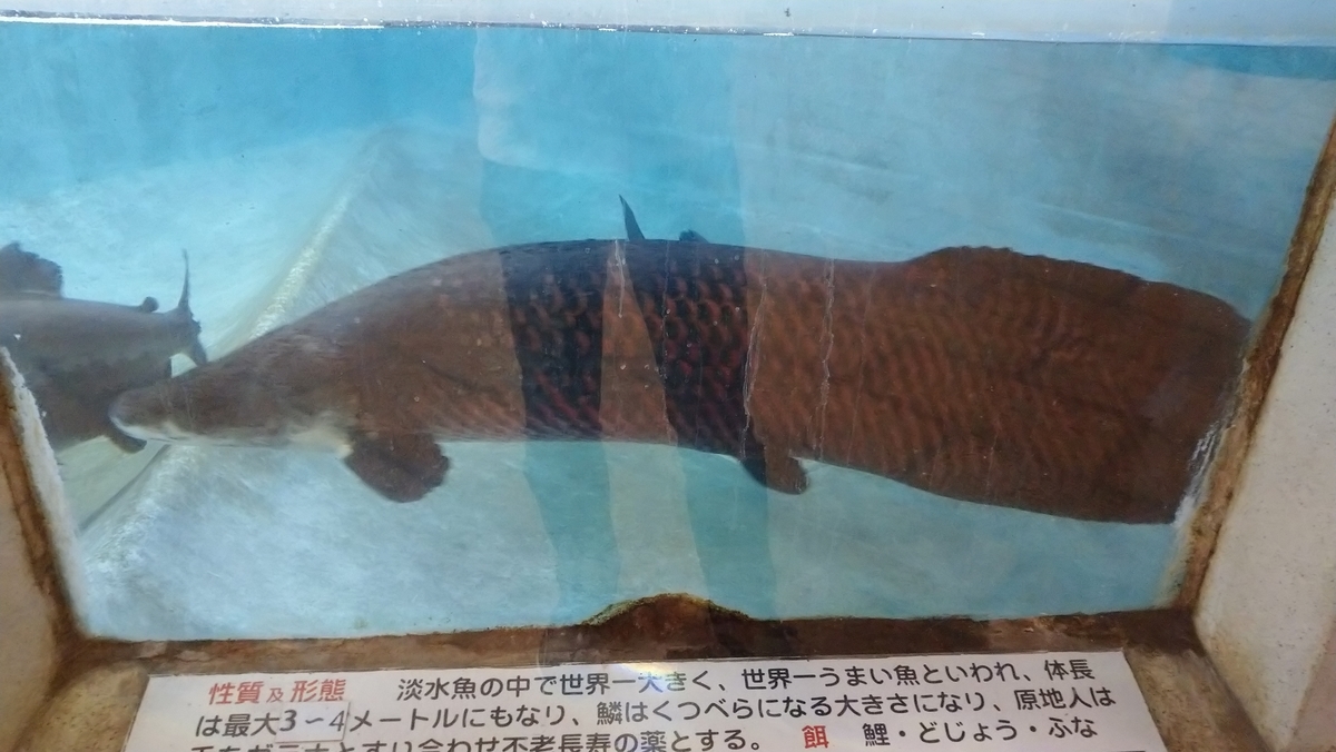 f:id:ese19731107:20201027142239j:plain