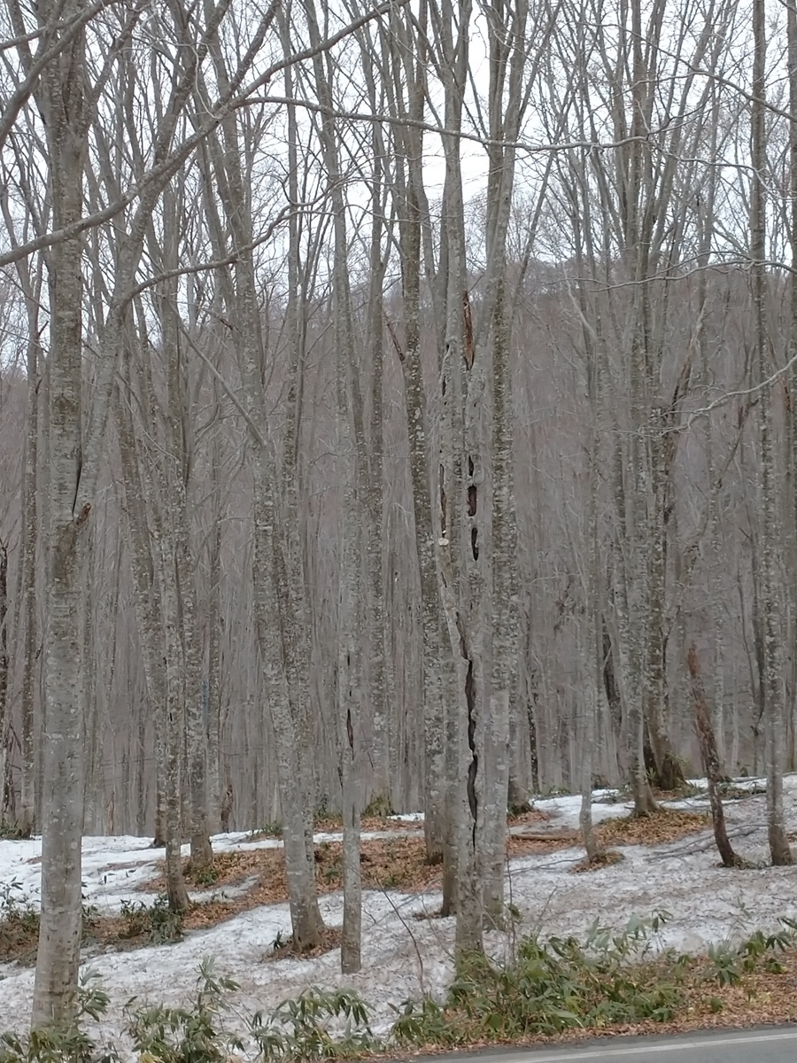 f:id:ese19731107:20210501144850j:plain