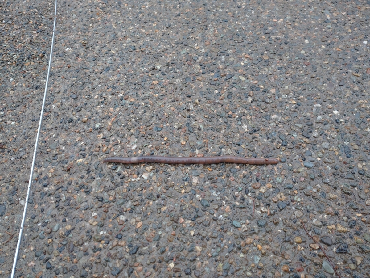 f:id:ese19731107:20210502092755j:plain