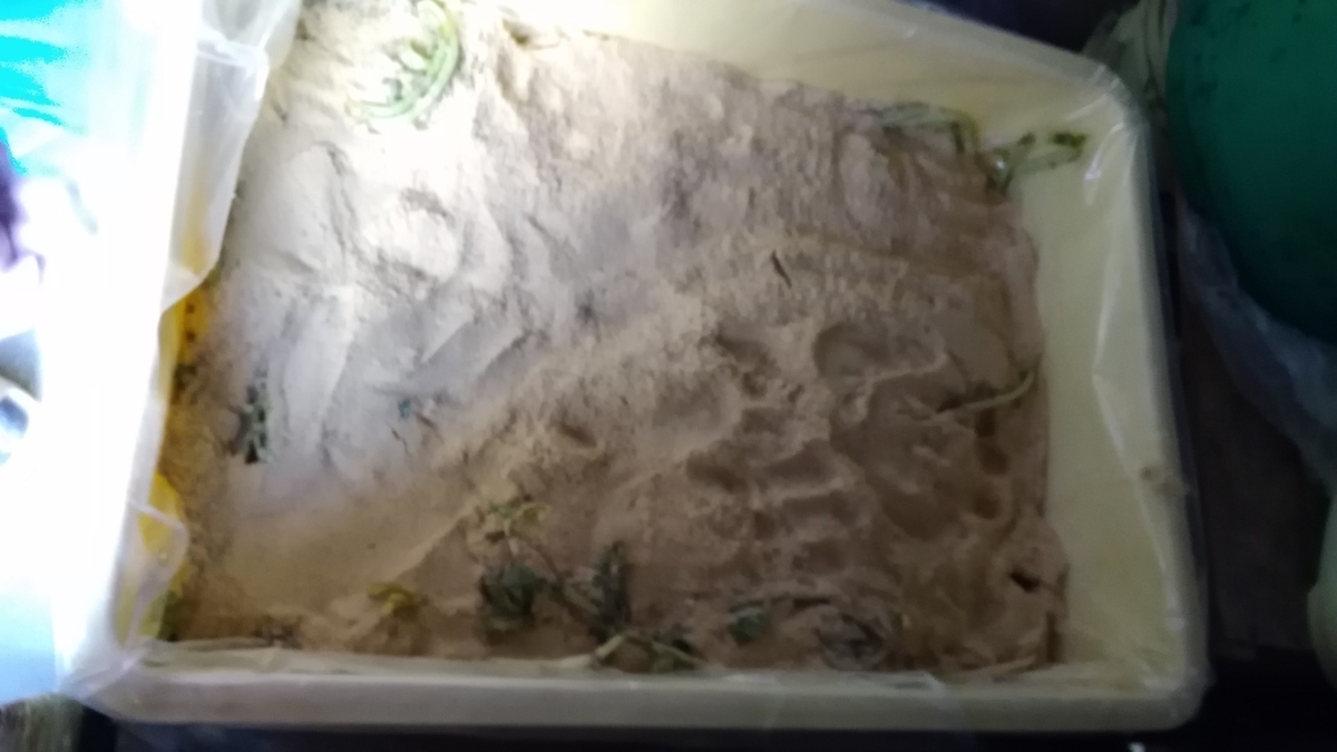 f:id:esetuma:20191103160520j:plain