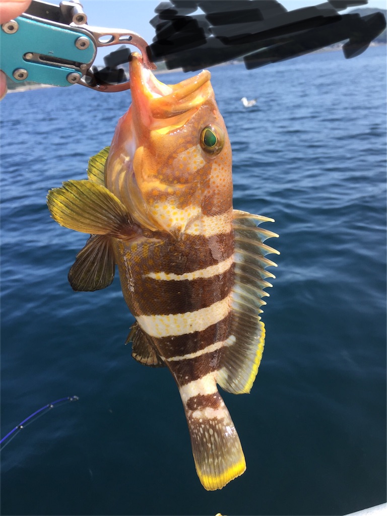 f:id:esojima3:20180912000218j:image