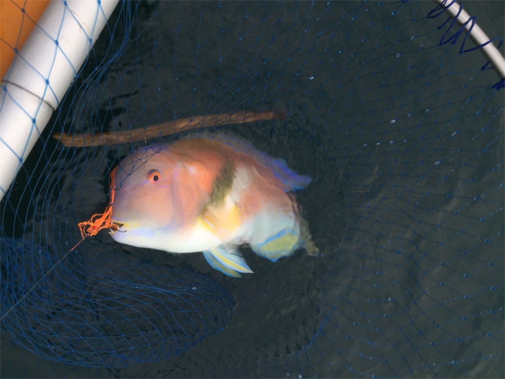 f:id:esojima3:20180924105307j:image