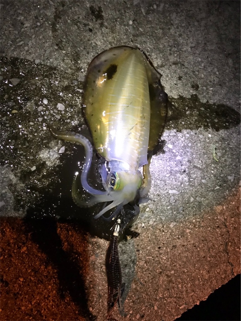 f:id:esojima3:20181001231110j:image