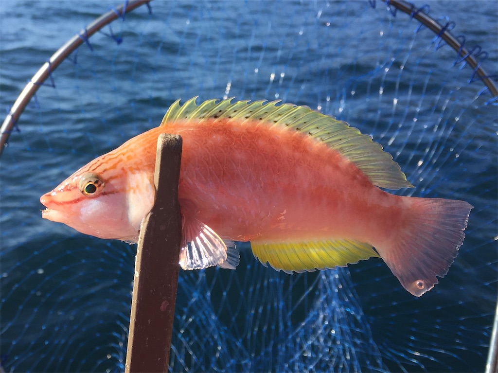 f:id:esojima3:20190104231633j:image