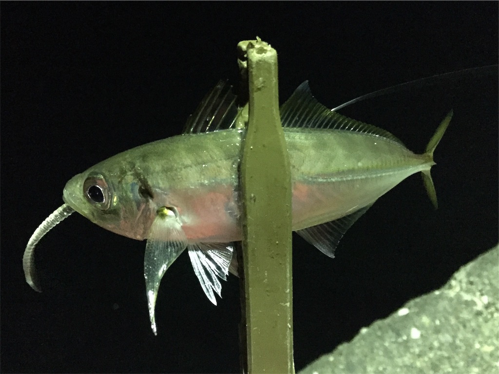 f:id:esojima3:20190106234530j:image