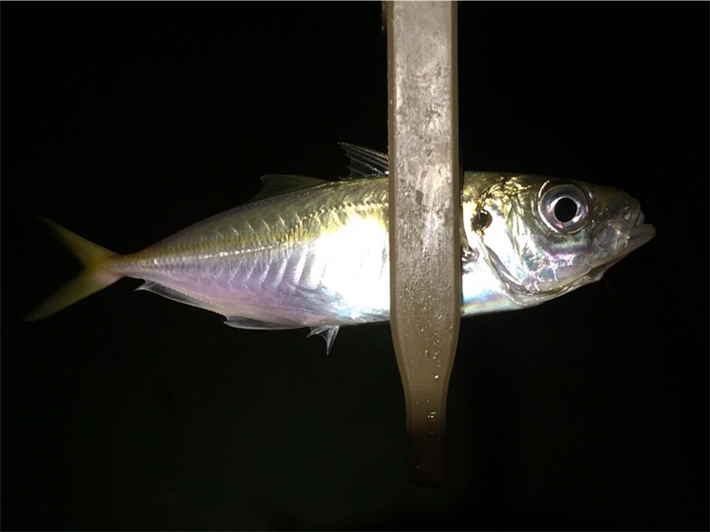 f:id:esojima3:20190109235457j:image